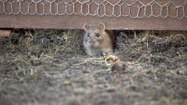 Brown rat Rattus norvegicus a widespread pest under a chicken coop run Introduced to Britain in the early 18th century