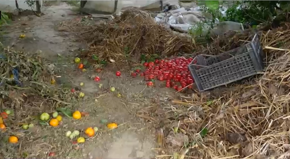 Mii de kilograme de roșii sunt aruncate la gunoi în apropiere de București