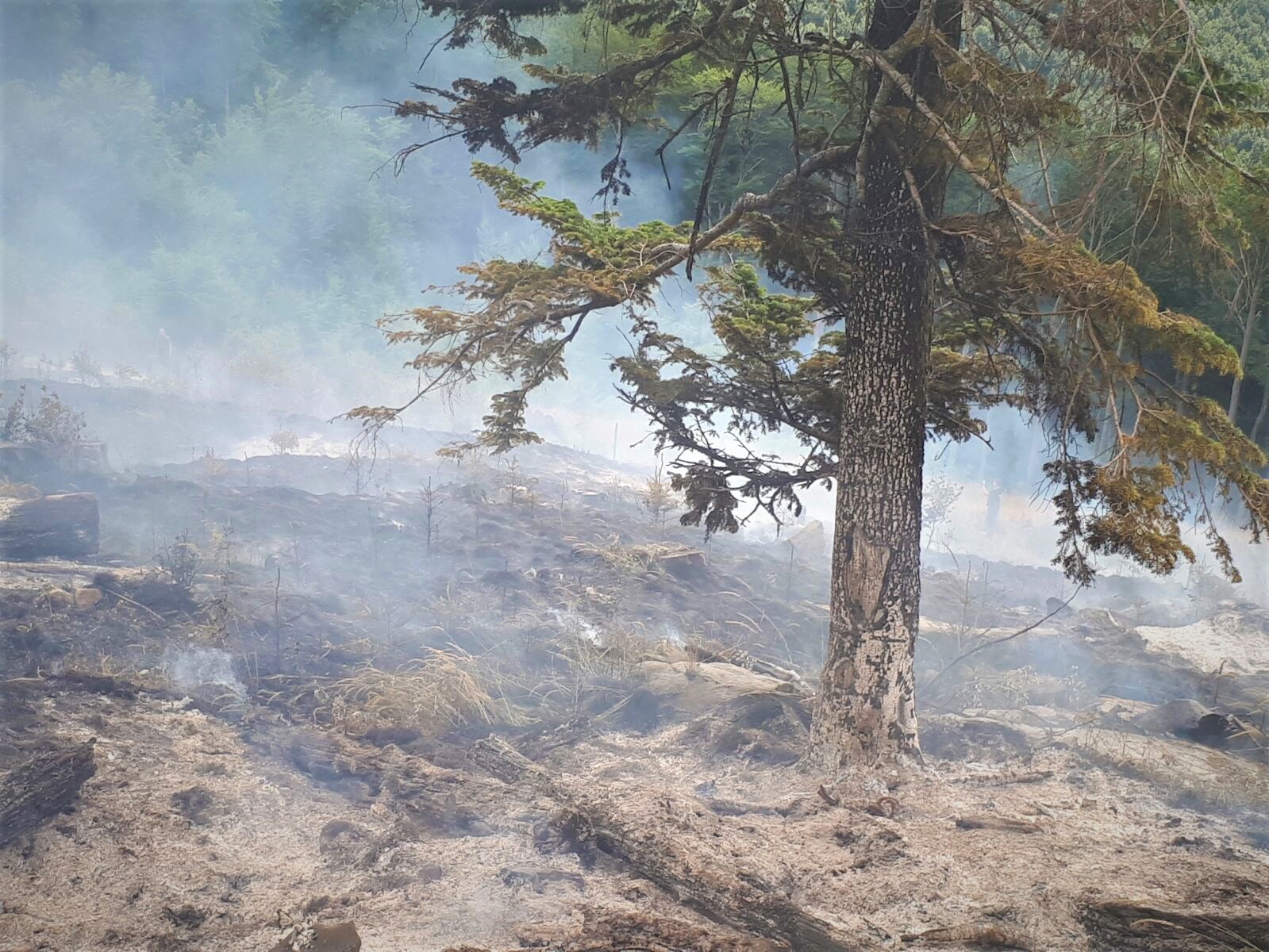 Harta incendiilor de vegetație în România. Au ars de șapte ori mai multe păduri decât anul trecut