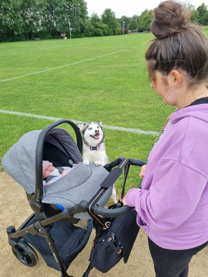 DOG AND BABY BESTFRIENDS