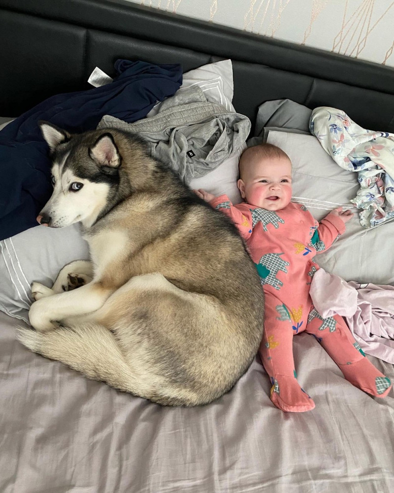 DOG AND BABY BESTFRIENDS