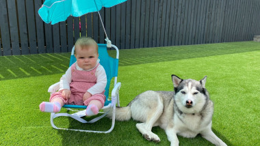 câine husky și bebelus