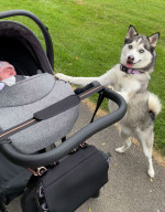 DOG AND BABY BESTFRIENDS