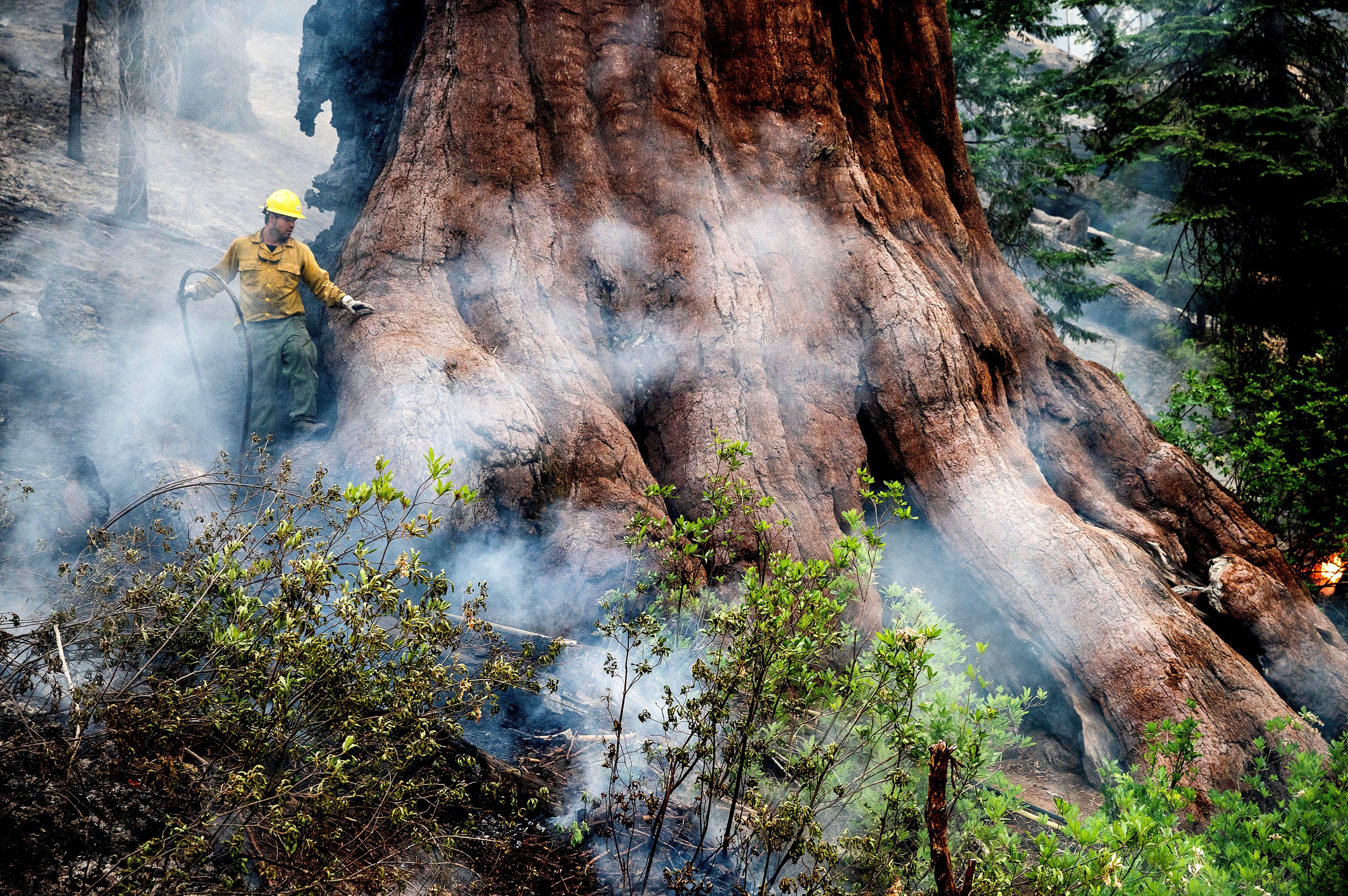 Cei mai mari copaci din lume sunt în pericol. Incendiul din California se extinde amenințător spre pădurea de sequoia din Yosemite
