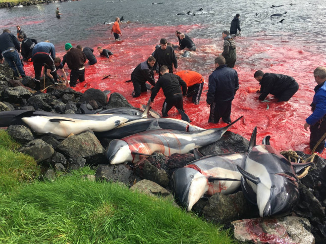 ** WARNING: Contains Graphic Content ** Seas turn red with blood as locals slaughter 210 dolphins in the Faroe Islands