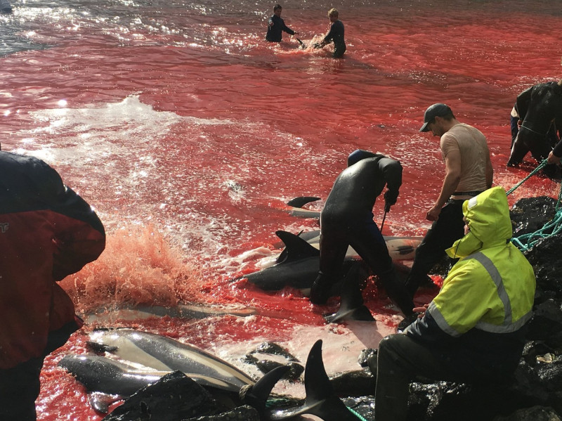 ** WARNING: Contains Graphic Content ** Seas turn red with blood as locals slaughter 210 dolphins in the Faroe Islands