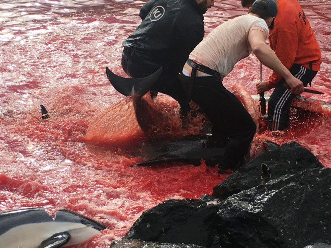 ** WARNING: Contains Graphic Content ** Seas turn red with blood as locals slaughter 210 dolphins in the Faroe Islands