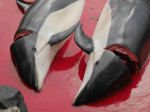 ** WARNING: Contains Graphic Content ** Seas turn red with blood as locals slaughter 210 dolphins in the Faroe Islands