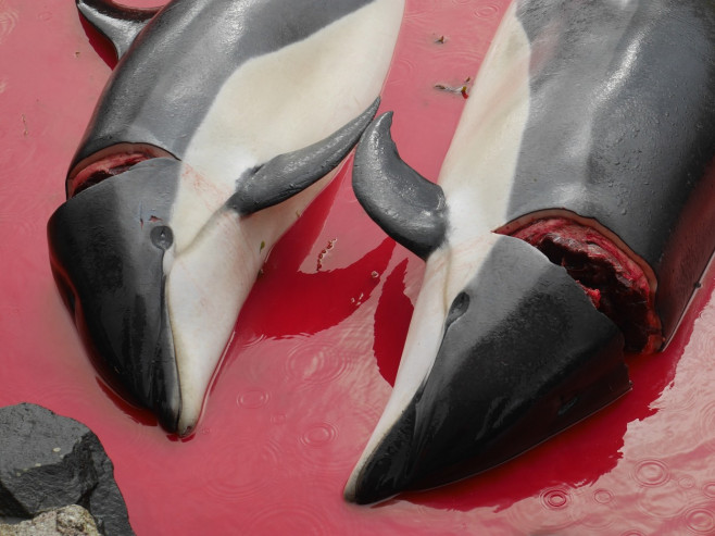 ** WARNING: Contains Graphic Content ** Seas turn red with blood as locals slaughter 210 dolphins in the Faroe Islands