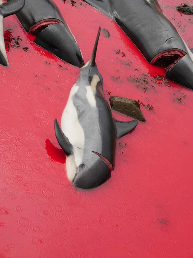 ** WARNING: Contains Graphic Content ** Seas turn red with blood as locals slaughter 210 dolphins in the Faroe Islands