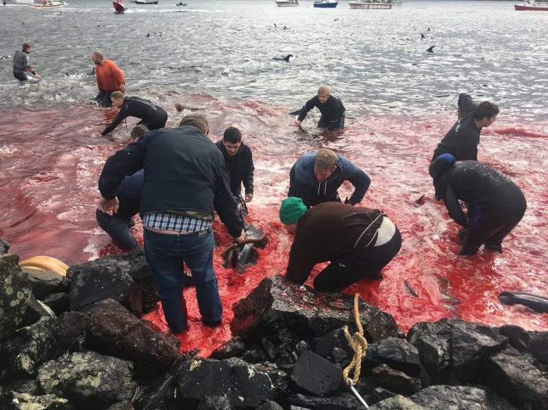 ** WARNING: Contains Graphic Content ** Seas turn red with blood as locals slaughter 210 dolphins in the Faroe Islands