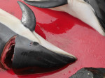 ** WARNING: Contains Graphic Content ** Seas turn red with blood as locals slaughter 210 dolphins in the Faroe Islands