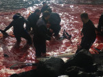 ** WARNING: Contains Graphic Content ** Seas turn red with blood as locals slaughter 210 dolphins in the Faroe Islands