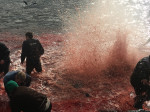 ** WARNING: Contains Graphic Content ** Seas turn red with blood as locals slaughter 210 dolphins in the Faroe Islands