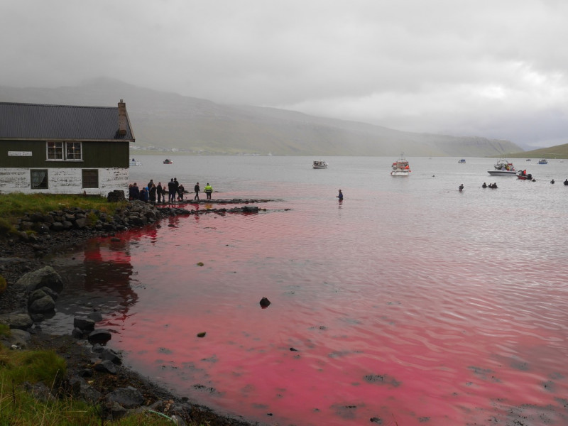 ** WARNING: Contains Graphic Content ** Seas turn red with blood as locals slaughter 210 dolphins in the Faroe Islands