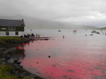 ** WARNING: Contains Graphic Content ** Seas turn red with blood as locals slaughter 210 dolphins in the Faroe Islands