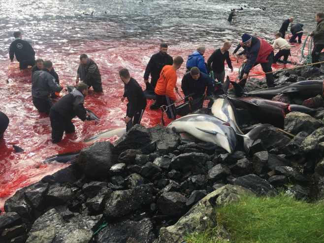 ** WARNING: Contains Graphic Content ** Seas turn red with blood as locals slaughter 210 dolphins in the Faroe Islands