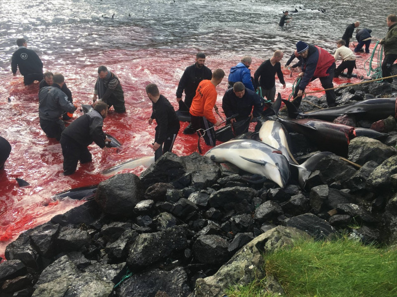 ** WARNING: Contains Graphic Content ** Seas turn red with blood as locals slaughter 210 dolphins in the Faroe Islands