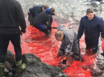 ** WARNING: Contains Graphic Content ** Seas turn red with blood as locals slaughter 210 dolphins in the Faroe Islands