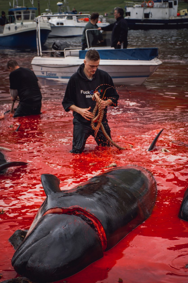 Whaling in the Faroe Islands