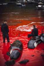 Whaling in the Faroe Islands