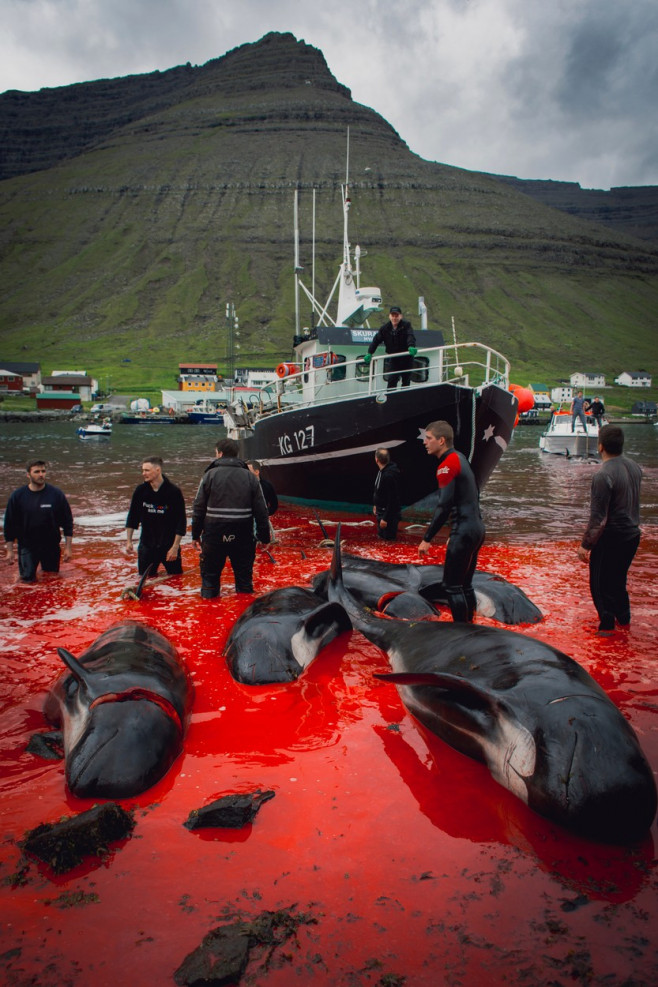 Whaling in the Faroe Islands