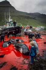 Whaling in the Faroe Islands