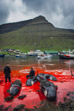 Whaling in the Faroe Islands