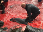 ** WARNING: Contains Graphic Content ** Seas turn red with blood as locals slaughter 210 dolphins in the Faroe Islands