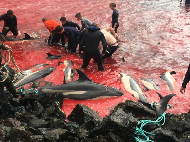 ** WARNING: Contains Graphic Content ** Seas turn red with blood as locals slaughter 210 dolphins in the Faroe Islands