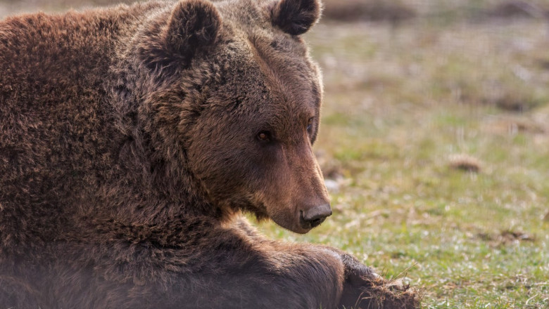 Un urs a omorât un taur pe un islaz, într-o comună din Vîlcea. Mai multe bovine au fost ucise în ultima perioadă, în zonă