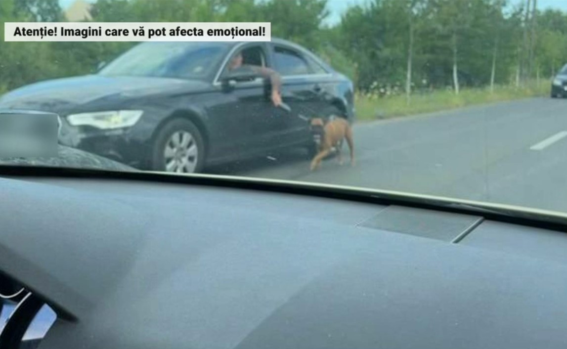 Câine chinuit în trafic de un șofer. Bărbatul este căutat de polițiști