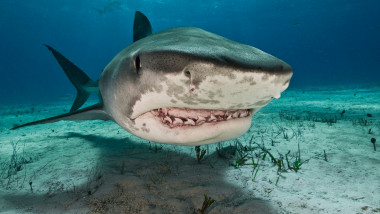 Tiger sharks (Galeocerdo cuvier) are common visitors of the reefs north of the Bahamas in the Caribbean