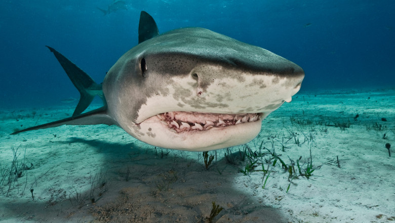 Tiger sharks (Galeocerdo cuvier) are common visitors of the reefs north of the Bahamas in the Caribbean