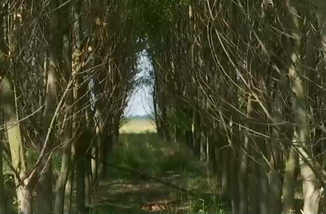 VIDEO Pârloagele, adevărate mine de aur pentru energia termică. Cum arată cea mai mare plantație de plopi energetici din țară