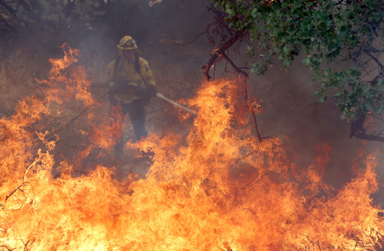 Biodiversitate, în pericol: ard pădurile de sequoia, în Statele Unite. Arbori de 3.000 de ani, în flăcări. Avertismentul ecologiștilor