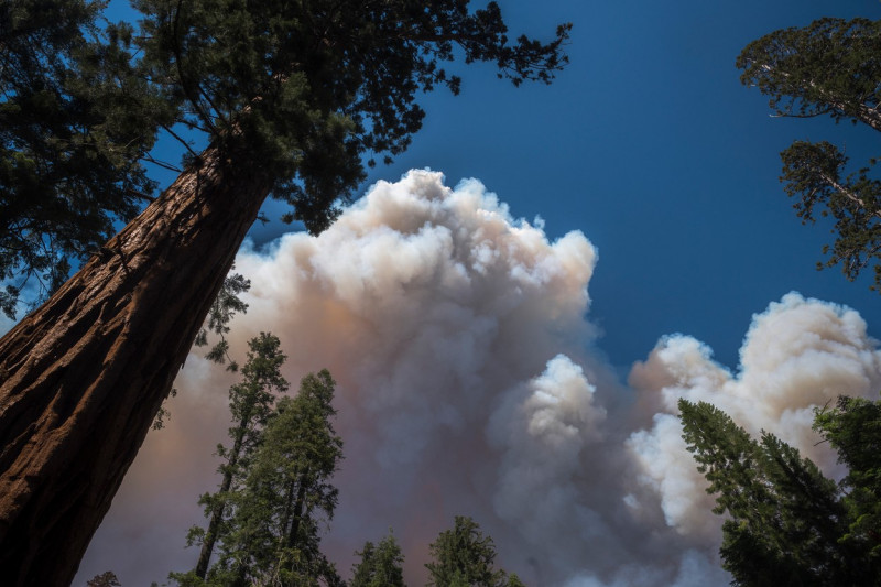 incendii california sequoia profimedia-0706678789