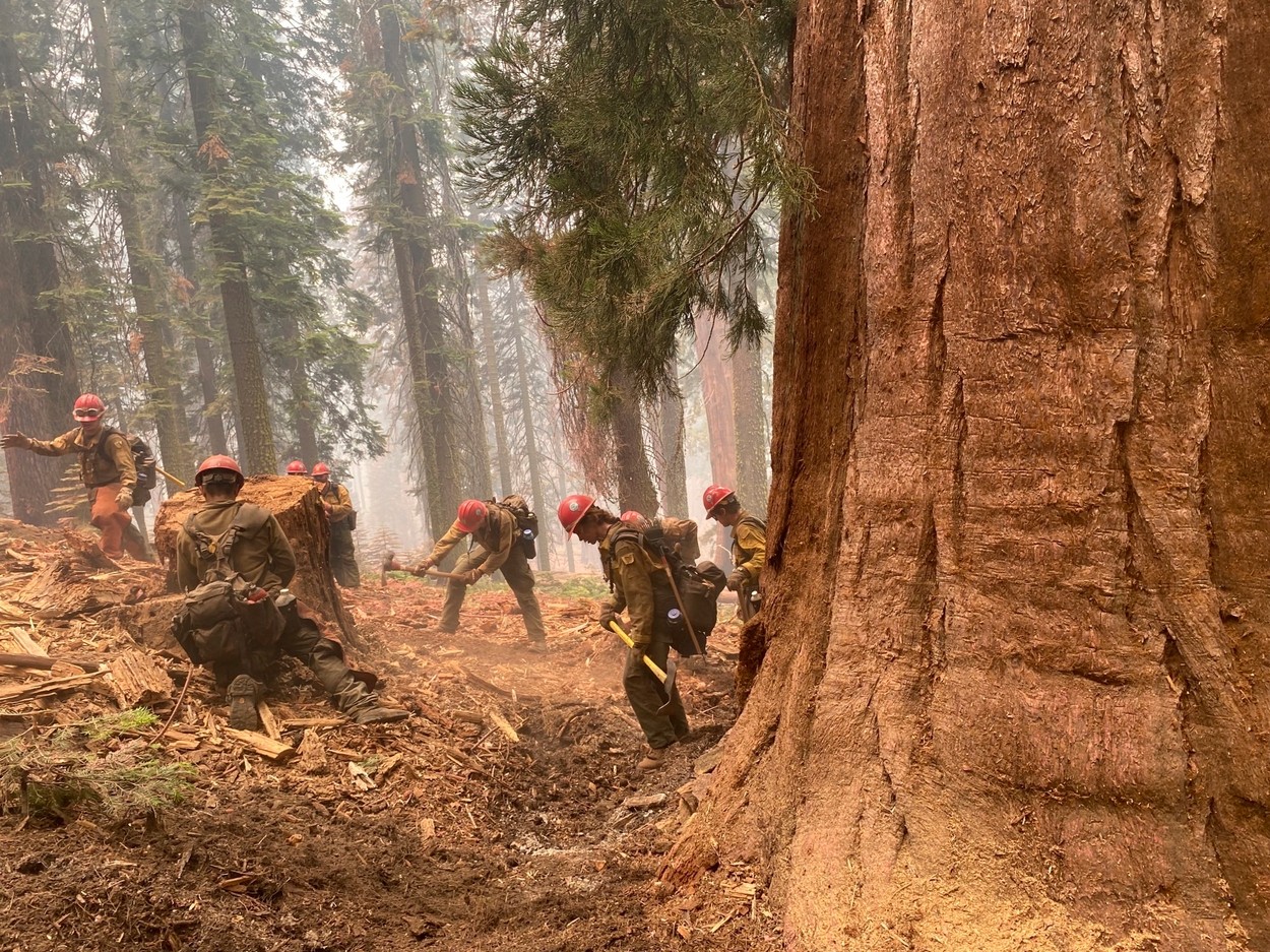 Cei mai înalți copaci din lume sunt în pericol să fie înghițiți de un uriaș incendiu. O nouă „cupolă de foc” lovește America