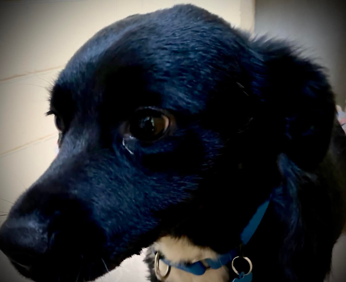 Un border collie și-a salvat stăpânul rănit grav în timpul unei drumeții în California