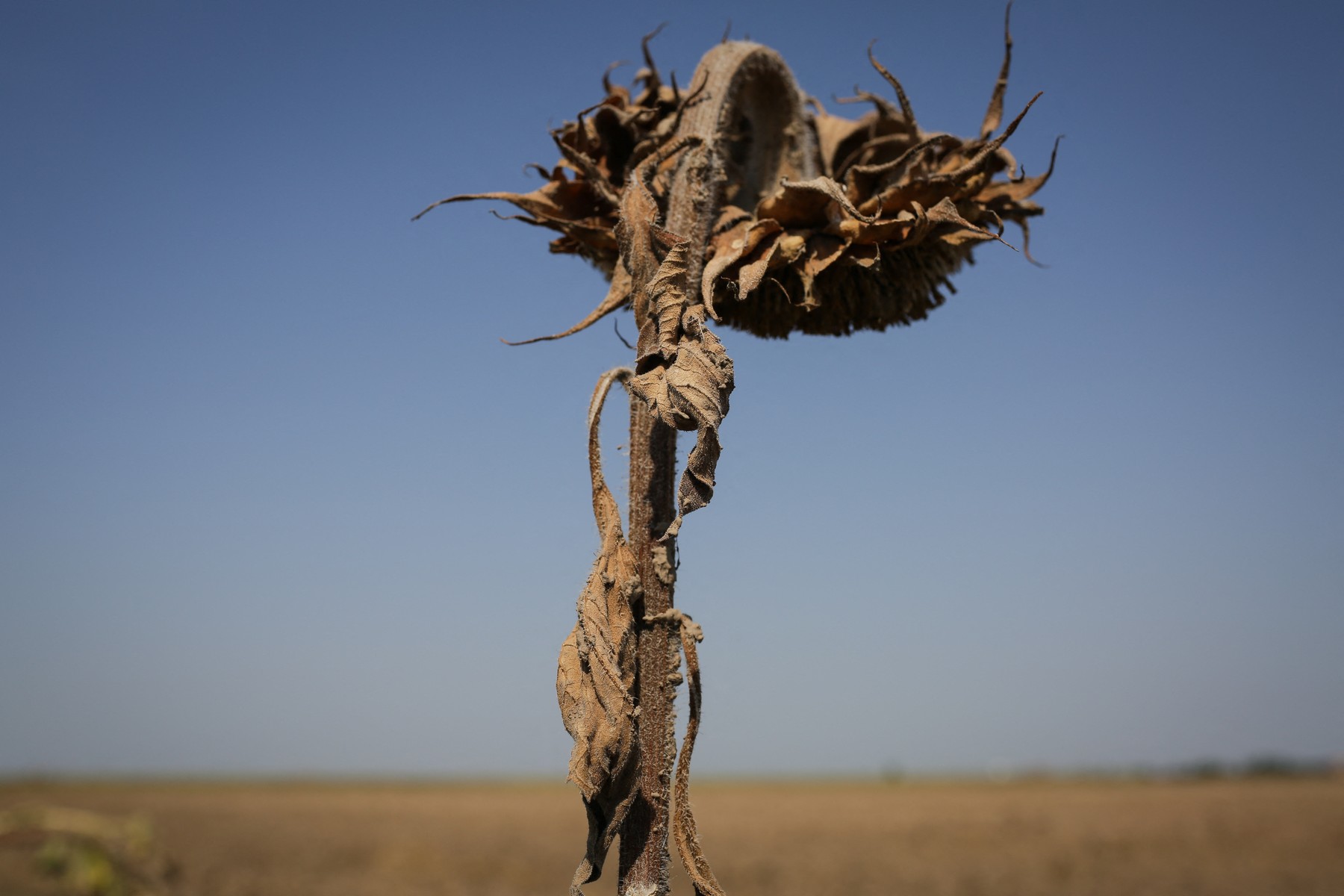 Asociația Fermierilor: Seceta extremă va afecta și următorul an agricol