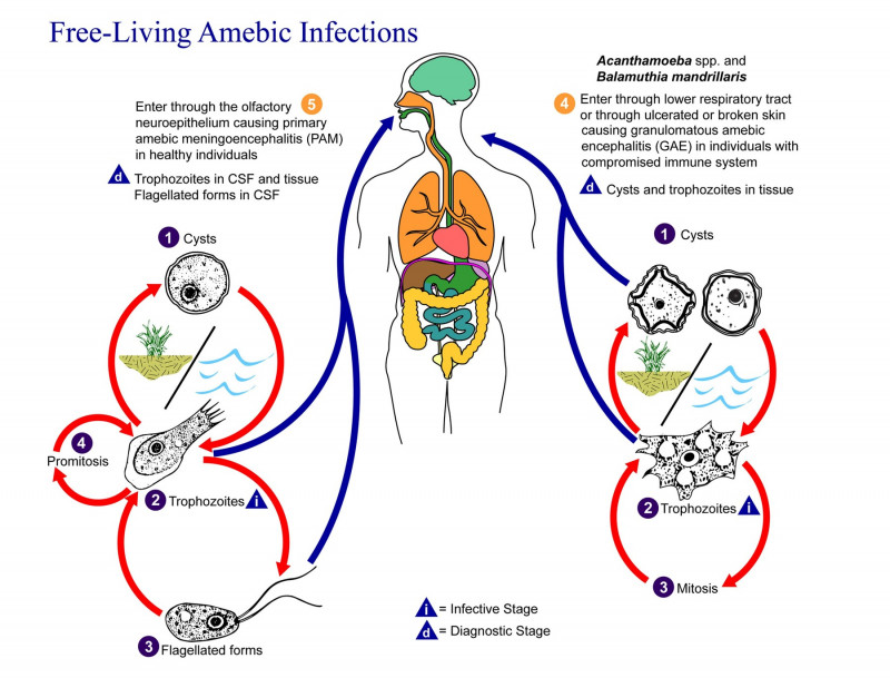Grafic infecții amibă