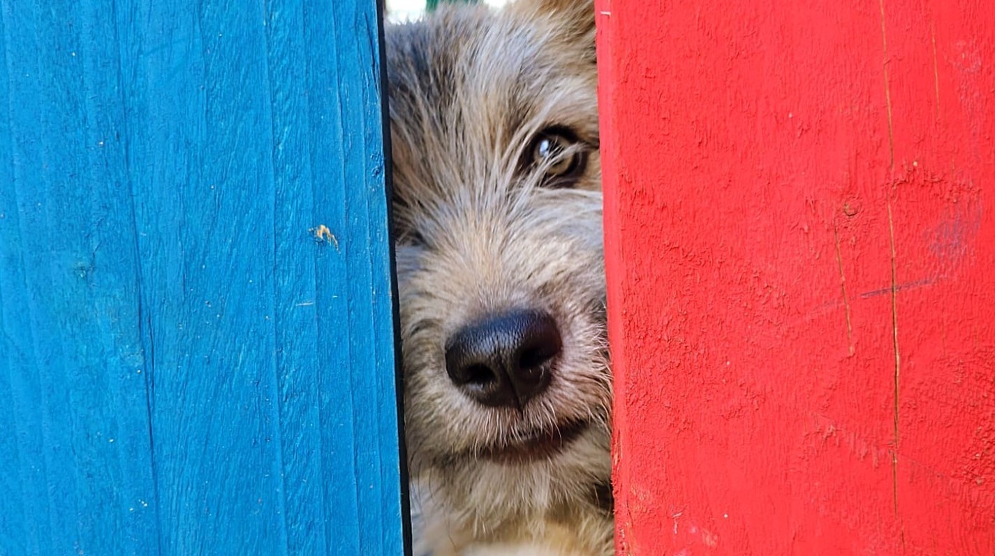 Nicușor Dan a sesizat DNA pentru nereguli la Protecția Animalelor: Chestiunea cea mai flagrantă ține de ambulanțele veterinare