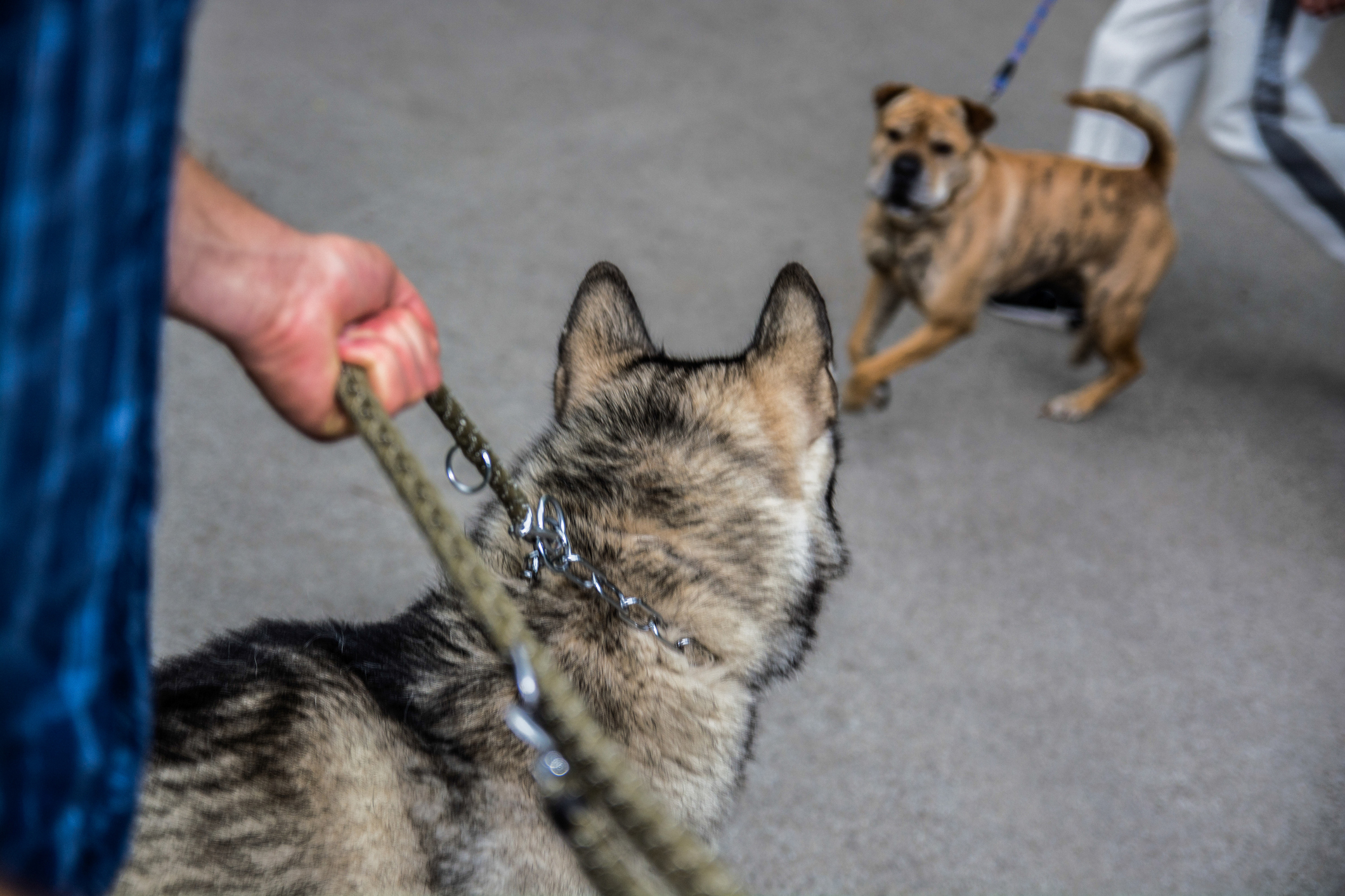 Un tânăr din Bistrița-Năsăud își antrena câinii ca să atace alte animale și posta filmările pe rețelele sociale