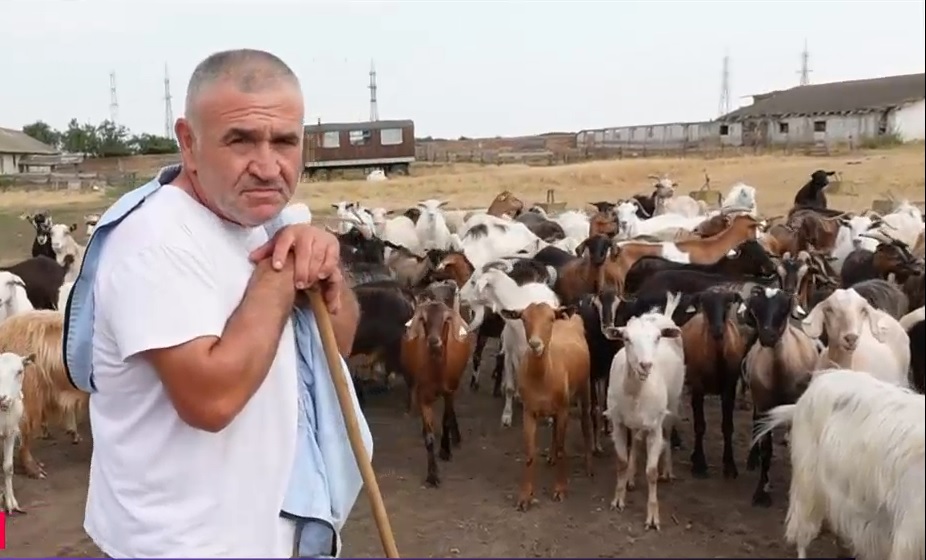 Brânza, mai scumpă decât porcul în magazine. Realitatea de la o fermă de capre din Călărași: „Loc pe piață nu avem”