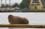 Oslo 20220718.The walrus Freya has been sleeping on a pier by the King last night. She was first observed in the water at Frognerstranda yesterday after dinner.Photo: rn E. Borgen / NTB