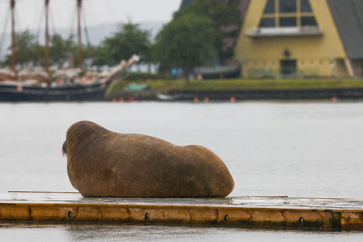 Dias após sacrifício da morsa Freya, noruegueses ainda criticam a decisão  do governo de matar o animal