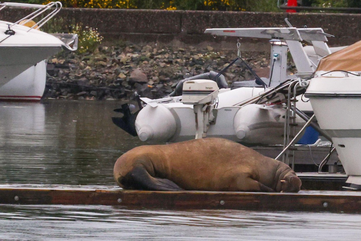 Freya, morsa morta sem necessidade, ganha memorial na Noruega