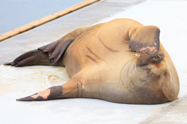 Oslo 20220718.The walrus Freya is visiting Oslo. She was first observed in the water at Frognerstranda yesterday after dinner.Photo: Tor Erik Schrder / NTB