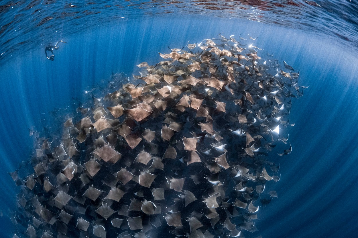 Un banc uriaș de diavoli de mare a fost surprins de un fotograf german în largul Mexicului