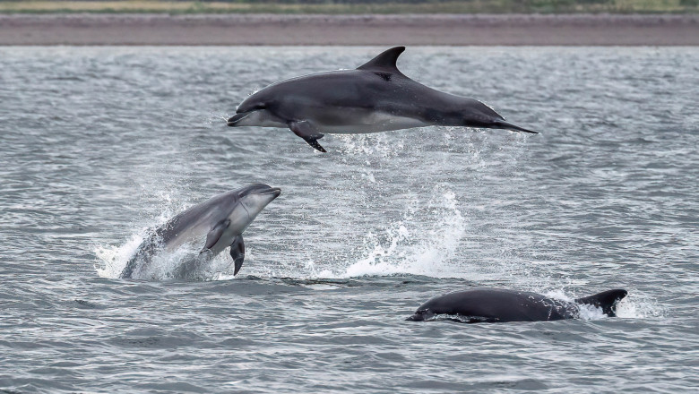Delfini care se joacă în apă